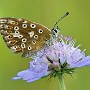 IMG_1237_1000_v2.jpg