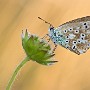 IMG_6023_1000.jpg