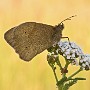 IMG_1917_1000.jpg