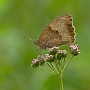 IMG_2052_1000.jpg