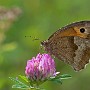 IMG_2599_1000.jpg
