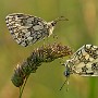 IMG_2829_1000.jpg