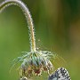 IMG_3276_1000.jpg
