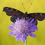 IMG_6977_1000.jpg