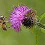 IMG_3348.jpg