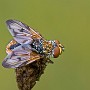 IMG_3618.jpg