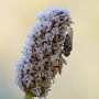 IMG_7531.jpg