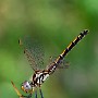 IMG_1283.jpg