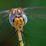 IMG_1304.jpg