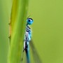 IMG_1735.jpg