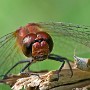IMG_3166.jpg