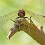 IMG_4053.jpg