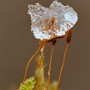 08-03-04_172343_DFF.jpg