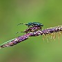 IMG_1076_1000.jpg