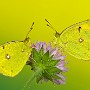 IMG_0761_1000.jpg