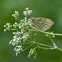 IMG_0833_1000.jpg
