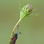 IMG_5113_1000.jpg
