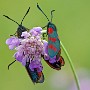 IMG_9918_1000.jpg